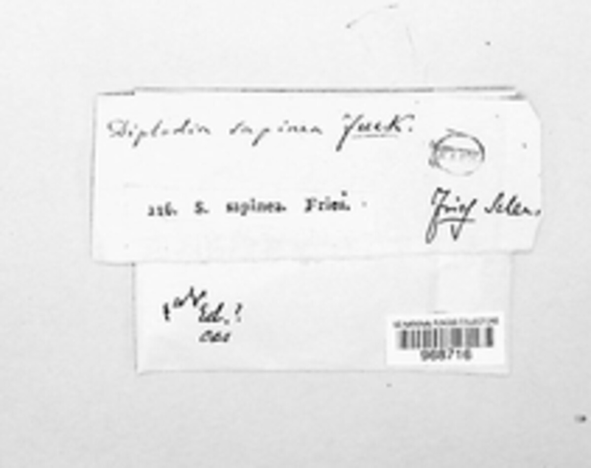 Sphaeropsis image